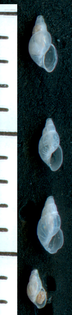 Ondina sp.
